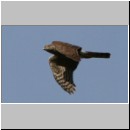 Falco tinnunculus - Turmfalke 03.jpg